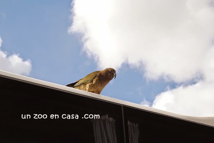 Kea (Nestor notabilis)