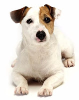 Perro Pancho