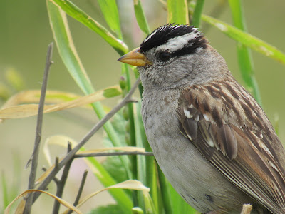 White-crowned Sparrow