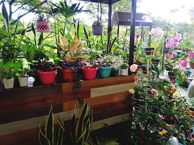 QUARANTINE GARDENING MADE EASY AT SM BULACAN MALLS