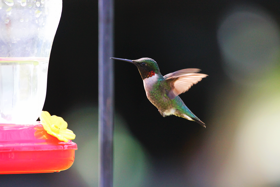 How to make hummingbird nectar Feathers in the woods