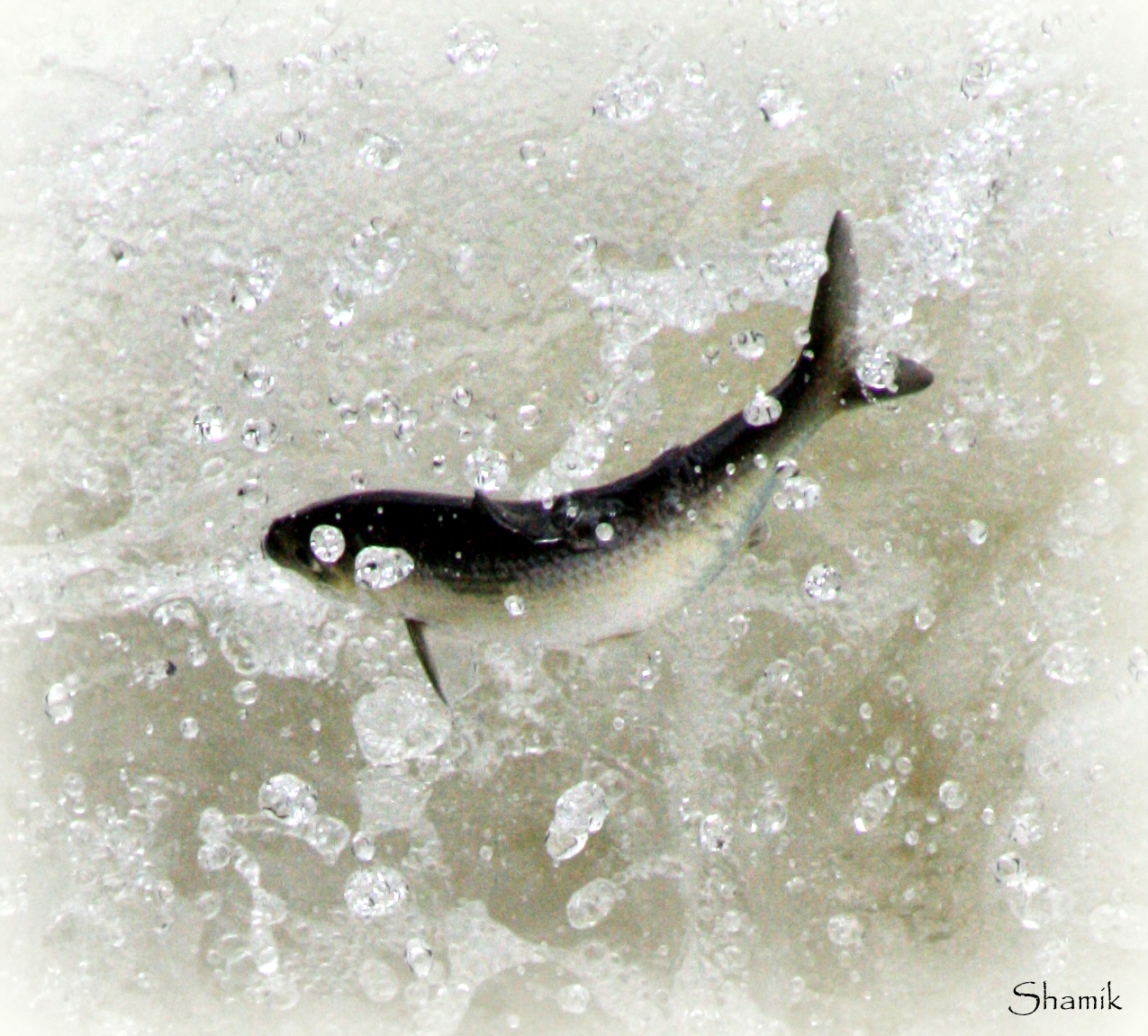 Shamik Photography Devoted to the Natural Elements Gaspereau Grand