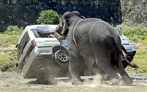 021Elephant2DM_468x293.jpg