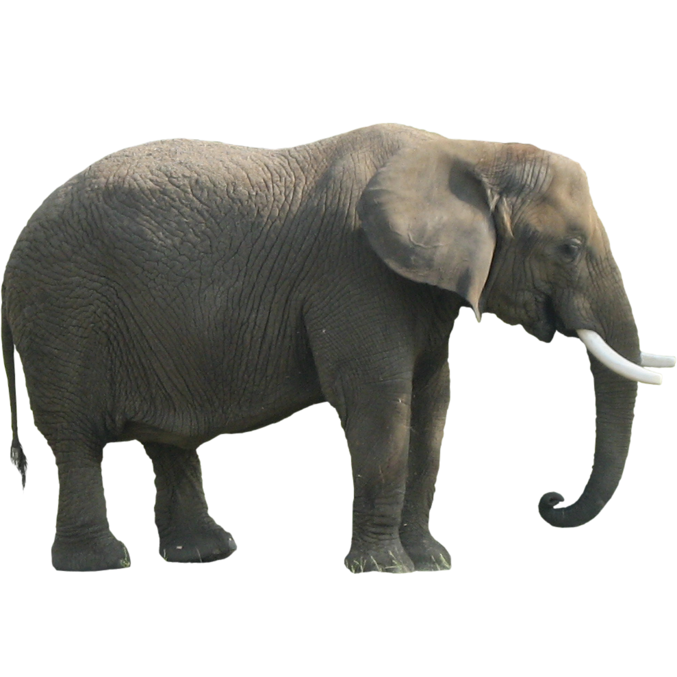 elephant in the room clipart - photo #22