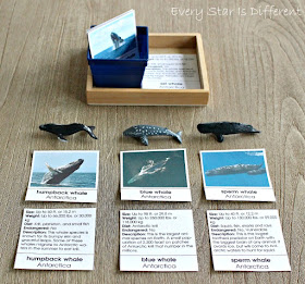 Whales of Antarctica Picture and Description Cards