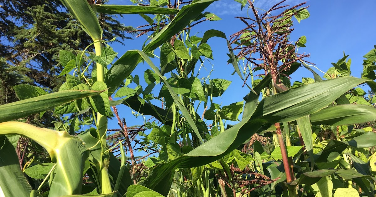 Growing Pole Beans on Corn Stalks