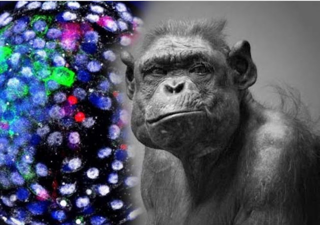 Исследователи создали эмбрионы, которые являются частично человеческими и частично обезьяньими. Когда-нибудь они смогут предоставить органы для трансплантации.