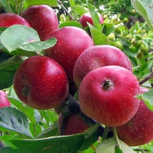 https://www.treesandplants.co.uk/products/Apple-Kingston-Black-%28Cider-Apple%29.html