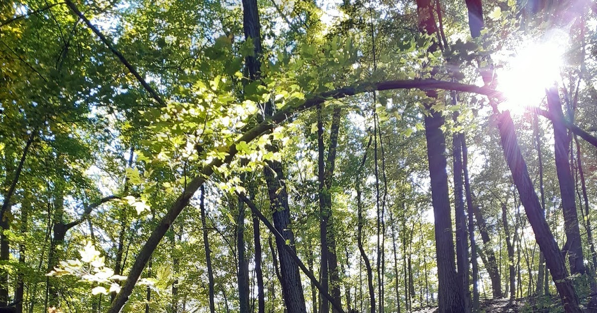 Can You Smell the Woods?