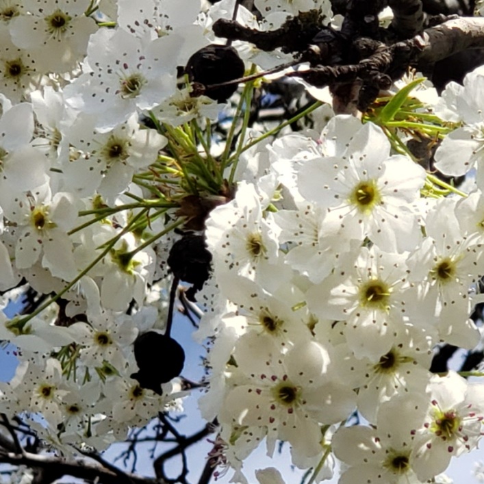 春のアメリカ 桜に似た白い花が満開です 今日のアメリカ 今日のパン