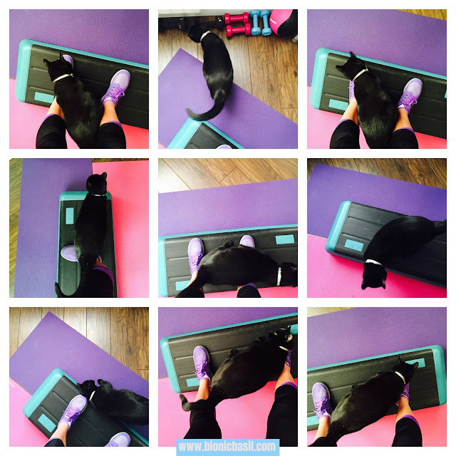 black cat in  a gym, black cat, step aerobics, cat