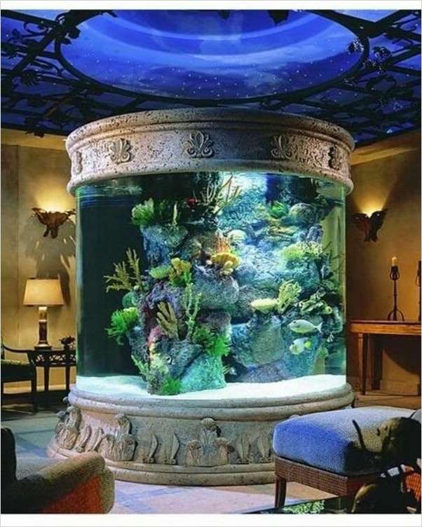 aquarium to buy near me