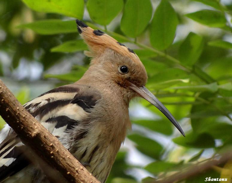 Indian Birds Photography (delhibirdpix) Eurasian Hoopoe pics