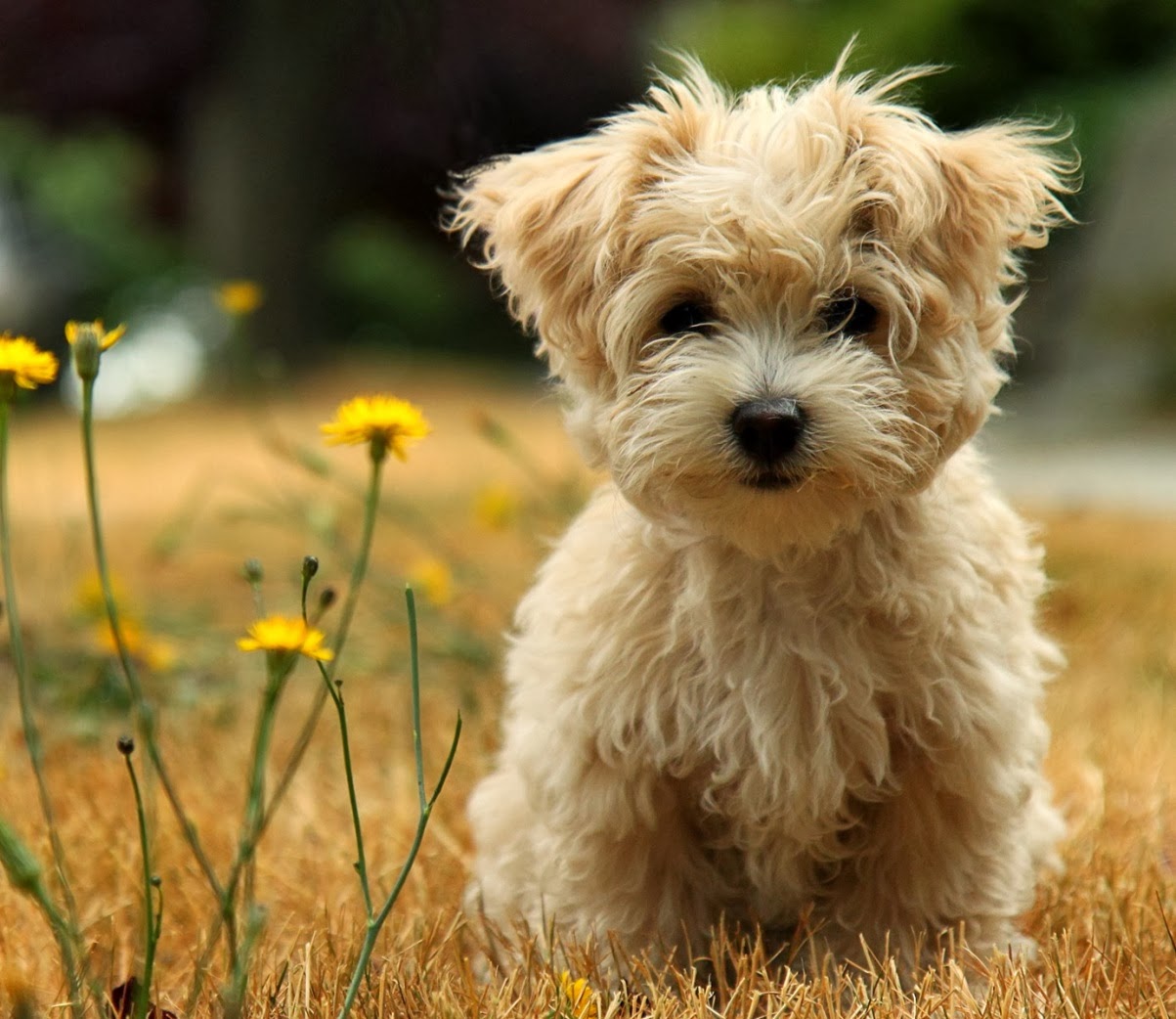 Perro de compañía o "faldero": cuidados y nombres para tu mascota. Poodle