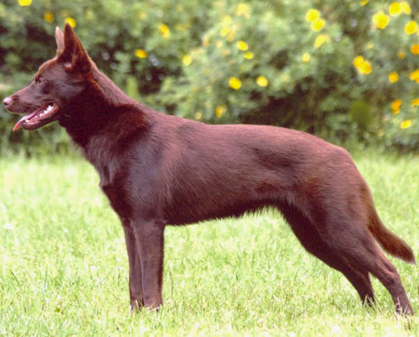 australian kelpie dog, australian kelpie dogs, about australian kelpie dog, australian kelpie dog appearance, australian kelpie dog breed fact, caring australian kelpie dog, australian kelpie dog color, australian kelpie dog characteristics, australian kelpie dog feeding, australian kelpie dog temperament, australian kelpie dog lifespan, australian kelpie dog as pets