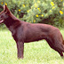 Australian Kelpie