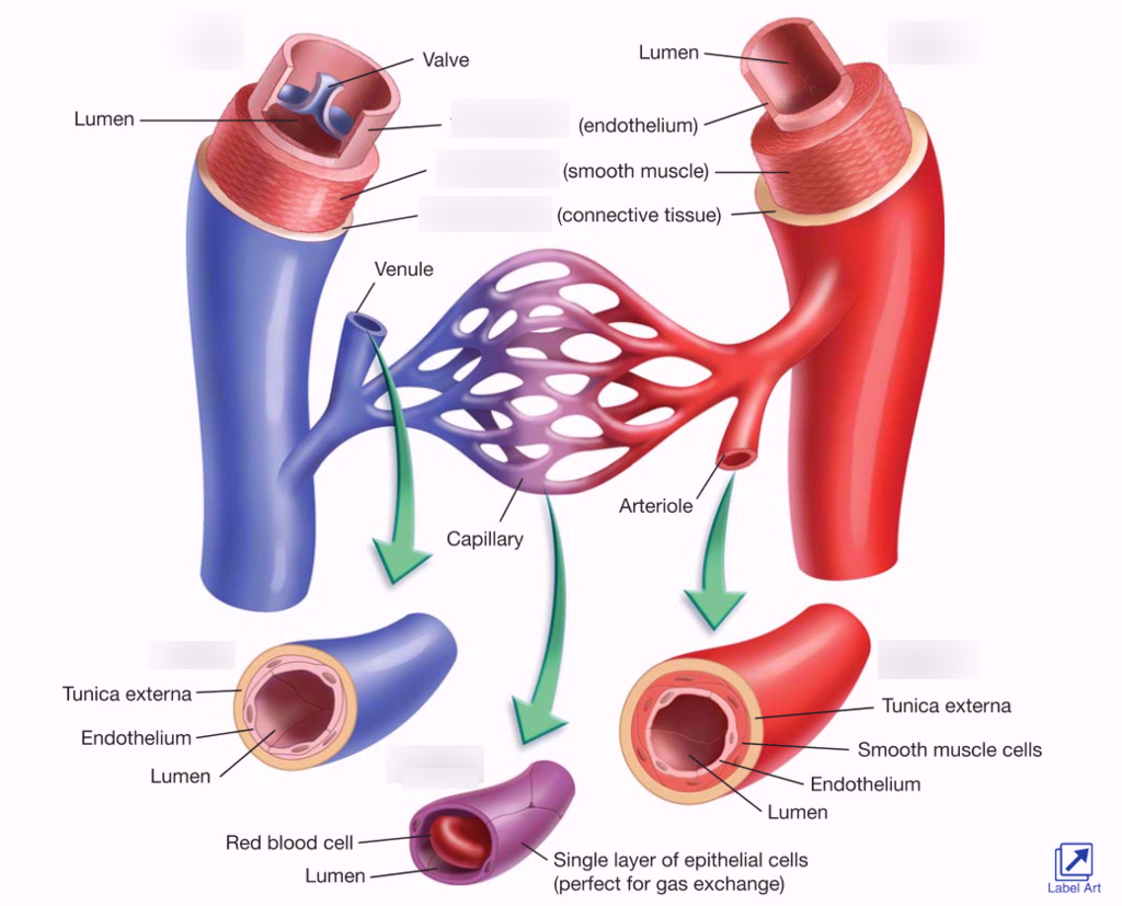 Почему сделать сосуды. Кровеносные сосуды капилляры. Кровеносные сосуды артерии.