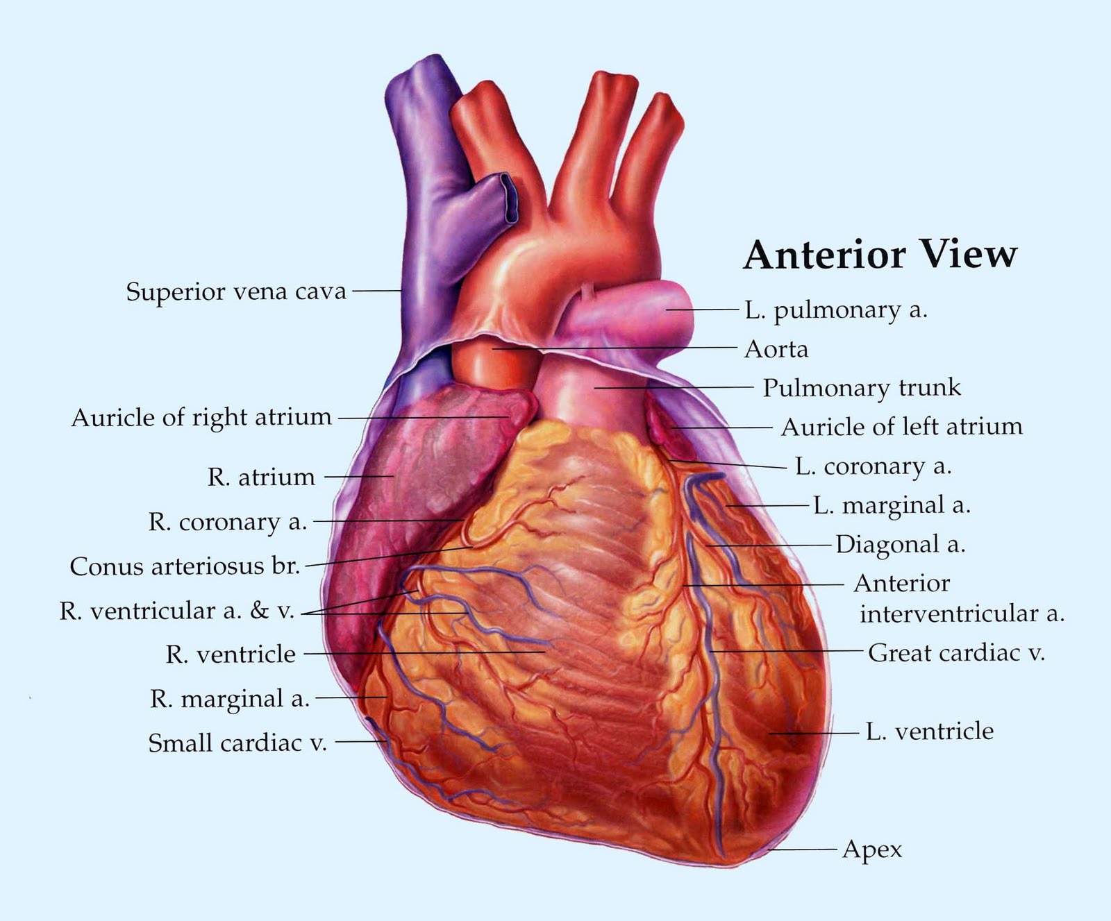 Interesting Facts Interesting Facts About Heart Health And Heart Disease interesting-facts-interesting-facts-about-heart-health-and-heart-disease