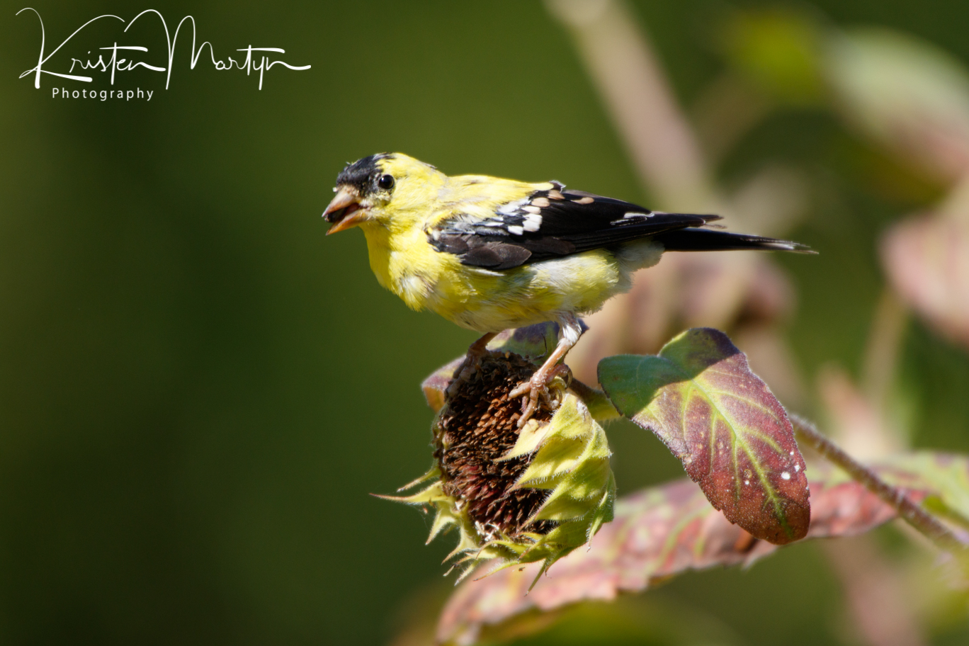 Bird Feeder Blues Why Birds Abandon Feeders Nature Notes Blog