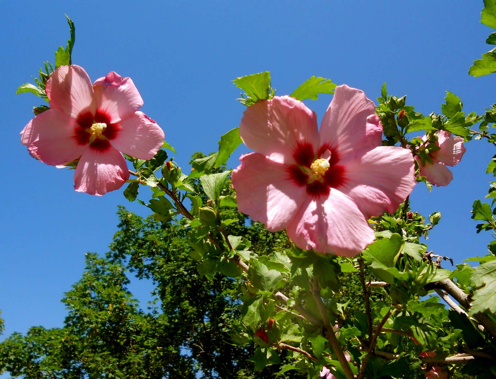 enJOY Hibiscus Tree