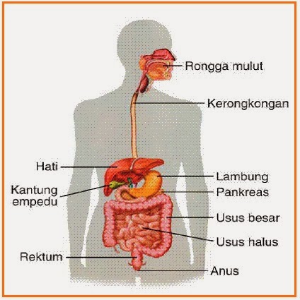 Proses pencernaan yang terjadi di rongga mulut dapat berlangsung secara kimiawi dengan bantuan enzim