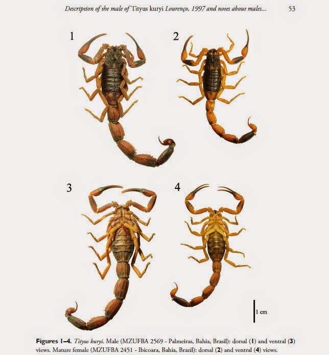 The Scorpion Files Newsblog Updated Info On The Males Of Three Species Of Tityus