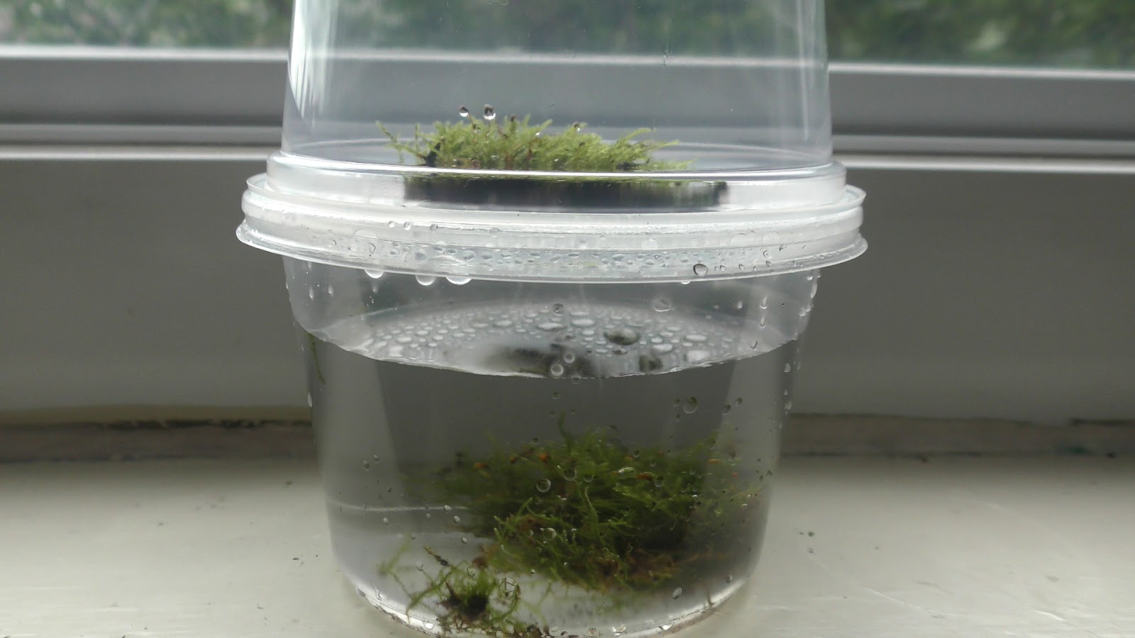 Random Bits Two Ways to Grow Land Moss Underwater