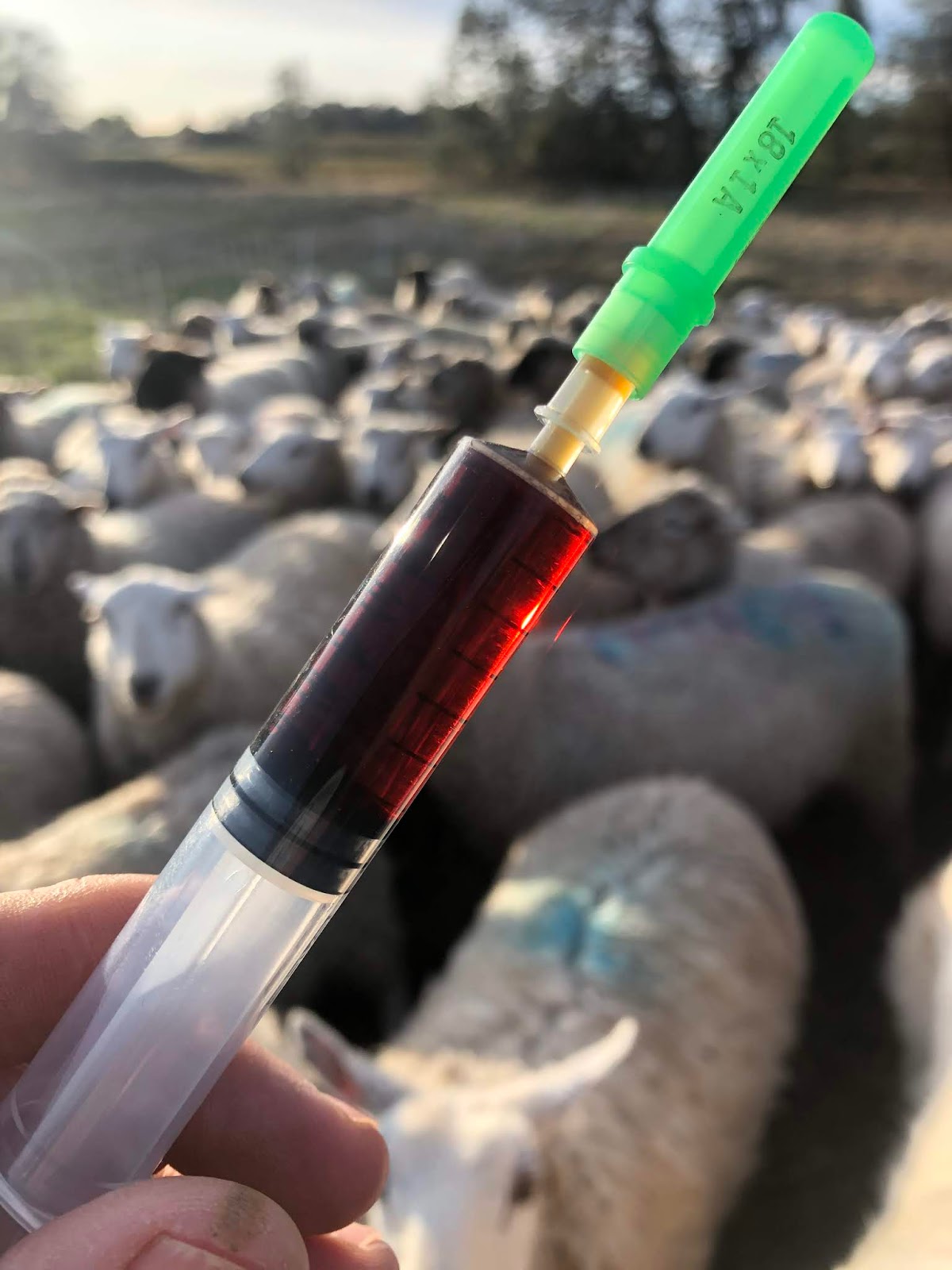 Foothill Agrarian Why and How We Use Antibiotics