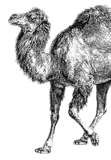 The Perl Programming Language - What is it? What is it for? How it ...