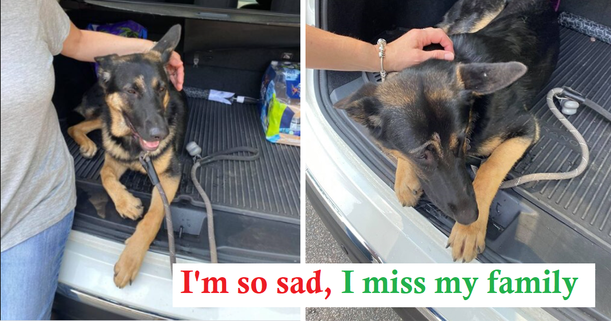 Retired Police Officer Locates Missing German Shepherd After Deadly Crash