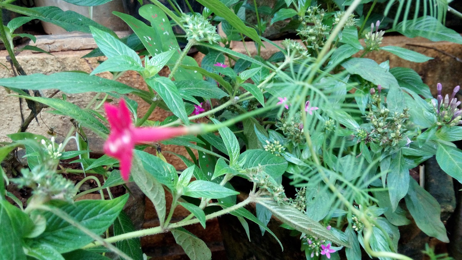How to collect seeds of Cardinal Cypress Climber Red Cardinal / Cypress