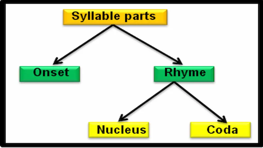 syllable parts اقسام المقاطع الصوتية