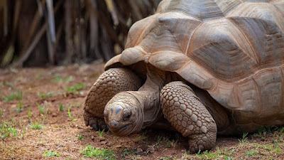 Muere a los 344 años "Alagba" la tortuga más vieja de África