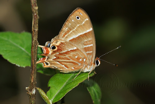 Papillon de Madagascar