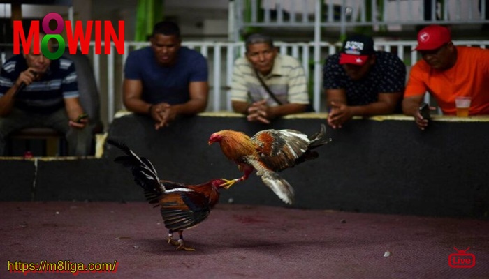 SABUNG AYAM ONLINE INDONESIA Apakah Permainan Adu Ayam