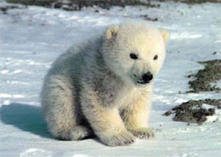 polar+bear+.jpg