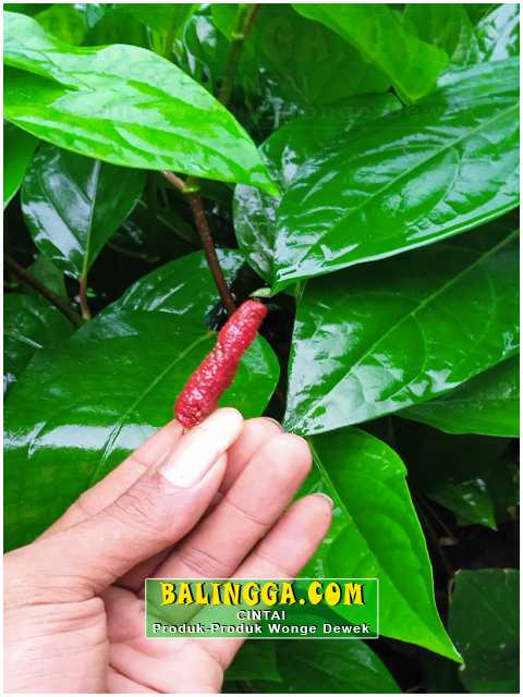 Detail Pohon Melada Benih Bibit Lada Unggul