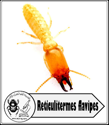 النمل الأبيض Termites - الأنواع والوصف المورفولوجي وتركيب المستعمرة (الجزء الأول)