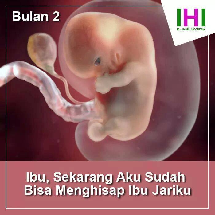 Bentuk Bayi 2 Bulan Dalam Kandungan - Berbagi Bentuk Penting