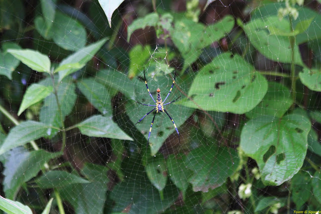 Gaint Wood Spider 