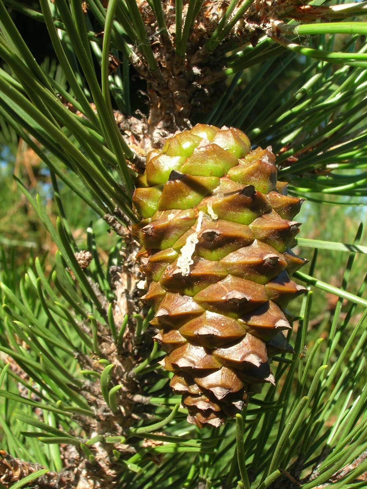 Biology is life Gymnosperms