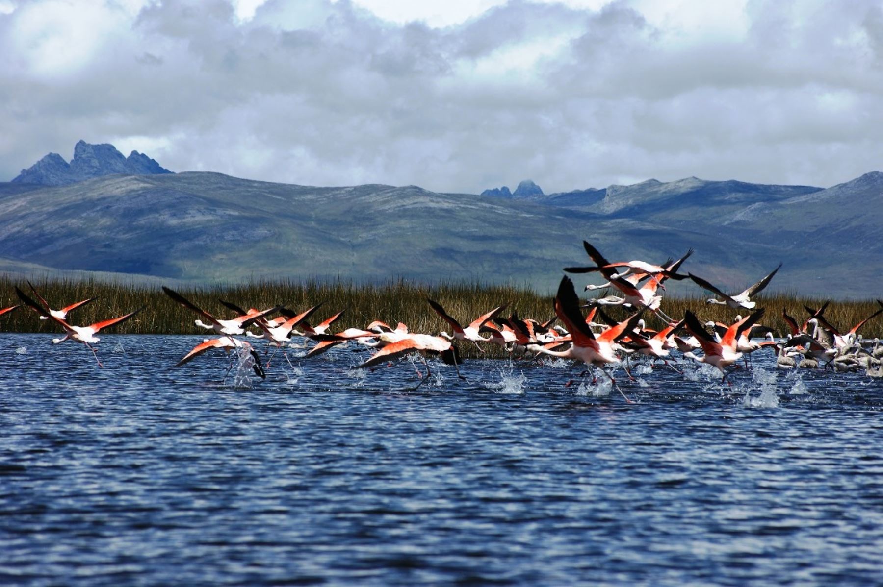 PLAAN Reserva Nacional de Junín y Lago Chinchaycocha