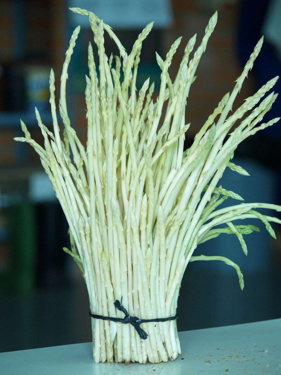 NATURALEZA Y PAISAJISMO.-: CULTIVO ESPÁRRAGO SILVESTRE. C.E.E. ANTONIO