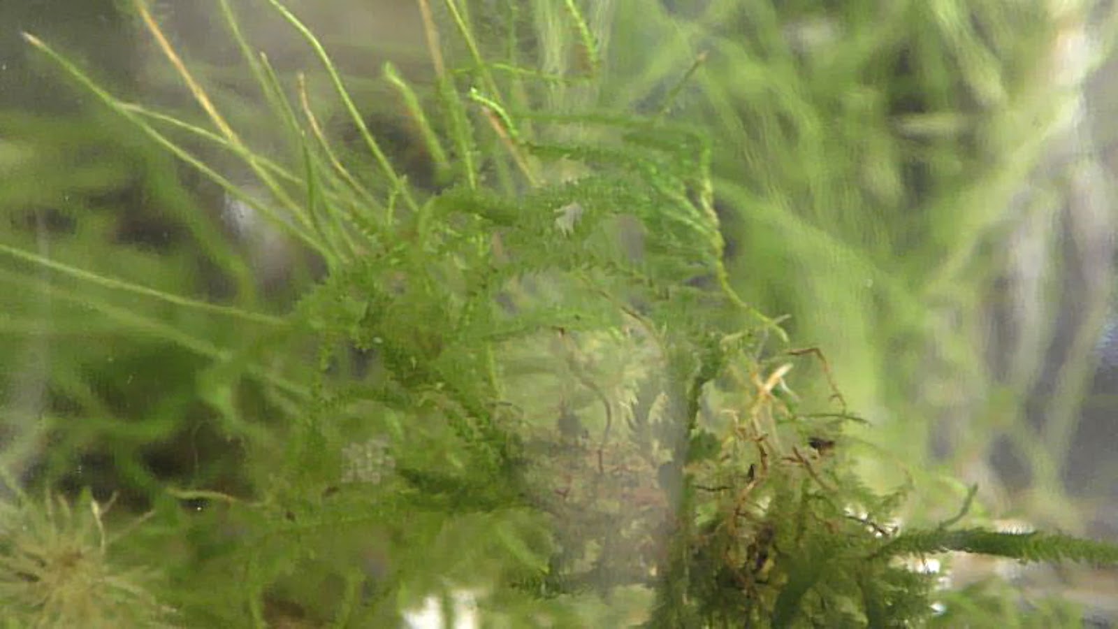 Random Bits Two Ways to Grow Land Moss Underwater