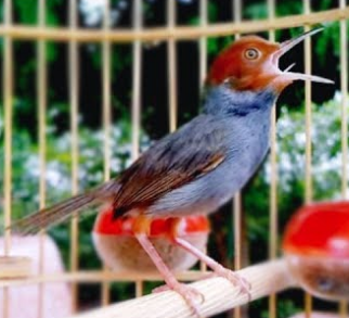 500+ Gambar Burung Prenjak Merah HD Terbaru