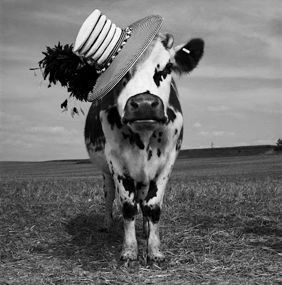 jean baptiste-mondino photos of cows