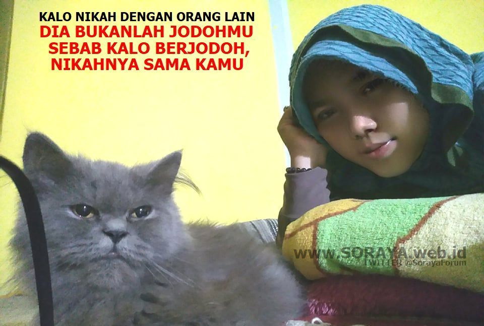 meme kucing soraya wanita berkerudung cari jodoh nikah sama kamu