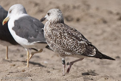 Gaviota sombría