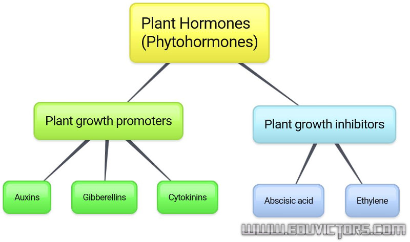 cbse-papers-questions-answers-mcq-cbse-class-10-biology-study-notes-about-plant