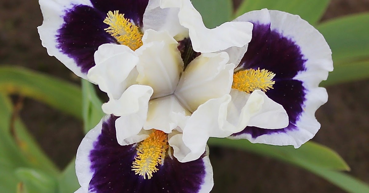 World of Irises The American Iris Society Announces the 2021 Cook